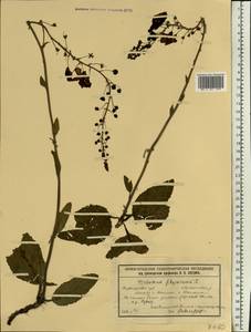 Verbascum phoeniceum L., Eastern Europe, Volga-Kama region (E7) (Russia)
