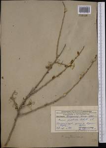 Prunus bifrons Fritsch, Middle Asia, Pamir & Pamiro-Alai (M2) (Uzbekistan)