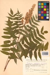 Sorbaria sorbifolia (L.) A. Braun, Siberia, Russian Far East (S6) (Russia)