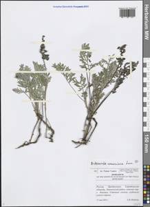 Artemisia armeniaca Lam., Eastern Europe, Lower Volga region (E9) (Russia)