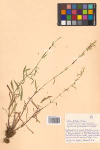 Silene foliosa Maxim., Siberia, Russian Far East (S6) (Russia)