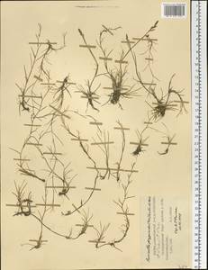 Puccinellia phryganodes (Trin.) Scribn. & Merr., Siberia, Yakutia (S5) (Russia)
