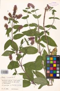 Mentha × piperita L., Eastern Europe, Moscow region (E4a) (Russia)