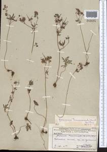 Geranium linearilobum DC. in Lam. & DC., Middle Asia, Caspian Ustyurt & Northern Aralia (M8) (Kazakhstan)