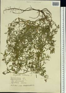 Medicago ruthenica (L.)Ledeb., Siberia, Baikal & Transbaikal region (S4) (Russia)