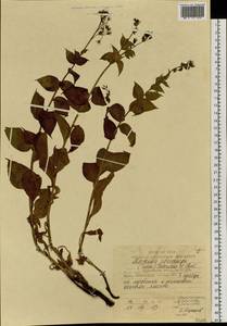 Mertensia pterocarpa (Turcz.) Tatew. & Ohwi, Siberia, Russian Far East (S6) (Russia)