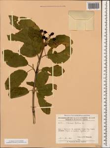 Viburnum lantana L., Caucasus, Armenia (K5) (Armenia)