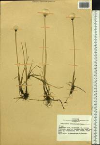 Eriophorum scheuchzeri Hoppe, Siberia, Altai & Sayany Mountains (S2) (Russia)