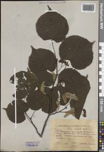 Tilia cordata Mill., Eastern Europe, Central forest region (E5) (Russia)