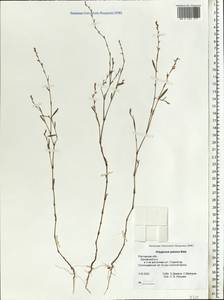 Polygonum patulum M.Bieb., Eastern Europe, Rostov Oblast (E12a) (Russia)