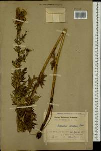 Aconitum variegatum subsp. nasutum (Fischer ex Rchb.) Götz, Caucasus, Armenia (K5) (Armenia)