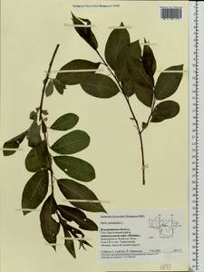 Salix pentandra L., Eastern Europe, Central region (E4) (Russia)