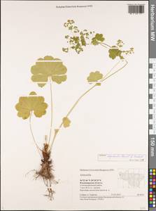 Alchemilla oxyodonta (Buser) C. G. Westerl., Eastern Europe, Central region (E4) (Russia)