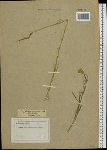 Erysimum leucanthemum (Stephan ex Willd.) B. Fedtsch., Eastern Europe, Lower Volga region (E9) (Russia)