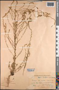 Bassia laniflora (S. G. Gmel.) A. J. Scott, Middle Asia, Northern & Central Kazakhstan (M10) (Kazakhstan)