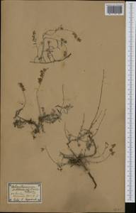 Helianthemum ledifolium subsp. ledifolium, Western Europe (EUR) (Spain)