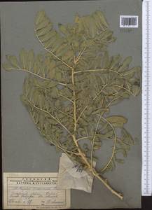 Astragalus sieversianus Pall., Middle Asia, Pamir & Pamiro-Alai (M2) (Tajikistan)