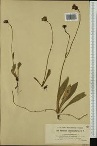 Pilosella bauhini subsp. magyarica (Peter) S. Bräut., Western Europe (EUR) (Germany)