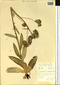 Saussurea umbrosa Kom., Siberia, Russian Far East (S6) (Russia)