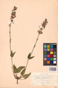 Salvia pratensis L., Eastern Europe, Moscow region (E4a) (Russia)