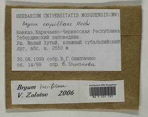 Rosulabryum moravicum (Podp.) Ochyra & Stebel, Bryophytes, Bryophytes - North Caucasus & Ciscaucasia (B12) (Russia)