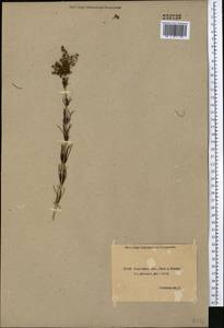 Galium verum L., Middle Asia, Northern & Central Kazakhstan (M10) (Kazakhstan)