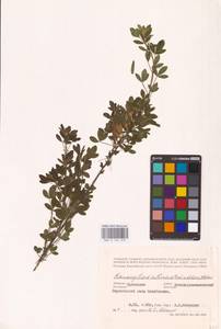 Chamaecytisus ruthenicus (Fisch. ex Woł.) Klásk., Eastern Europe, Central forest-and-steppe region (E6) (Russia)