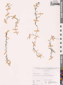 Utricularia minor L., Siberia, Russian Far East (S6) (Russia)