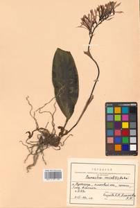 Cremastra appendiculata var. variabilis (Blume) I.D.Lund, Siberia, Russian Far East (S6) (Russia)