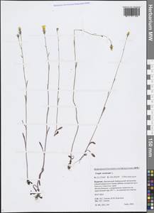 Crepis tectorum L., Siberia, Baikal & Transbaikal region (S4) (Russia)