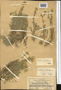 Smelowskia bifurcata (Ledeb.) Botsch., Middle Asia, Pamir & Pamiro-Alai (M2) (Kyrgyzstan)