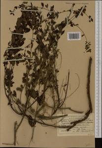 Cytisus nigricans L., Western Europe (EUR) (Romania)