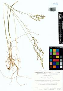Poa pratensis subsp. pratensis, Siberia, Baikal & Transbaikal region (S4) (Russia)