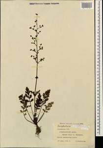 Scrophularia lucida L., Caucasus, Georgia (K4) (Georgia)