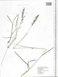 Poa macrocalyx Trautv. & C.A.Mey., Siberia, Chukotka & Kamchatka (S7) (Russia)