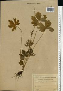Ranunculus polyanthemos subsp. nemorosus (DC.) Schübl. & G. Martens, Eastern Europe, Lower Volga region (E9) (Russia)