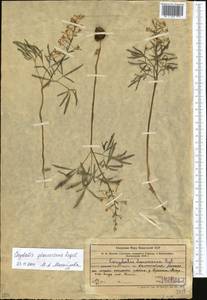 Corydalis gortschakovii Schrenk, Middle Asia, Western Tian Shan & Karatau (M3) (Uzbekistan)