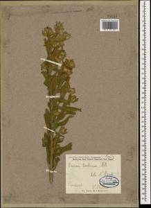 Onosma tinctoria M. Bieb., Caucasus (no precise locality) (K0)