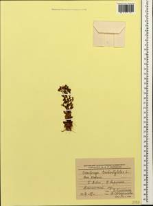 Saxifraga tridactylites L., Caucasus, Krasnodar Krai & Adygea (K1a) (Russia)