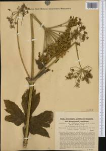 Heracleum sphondylium subsp. pyrenaicum (Lam.) Bonnier & Layens, Western Europe (EUR) (Italy)