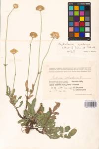 Cephalaria uralensis (Murray) Roem. & Schult., Eastern Europe, Lower Volga region (E9) (Russia)