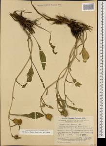 Centaurea stevenii M. Bieb., Caucasus, Armenia (K5) (Armenia)