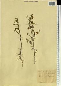 Campanula sibirica L., Siberia, Altai & Sayany Mountains (S2) (Russia)