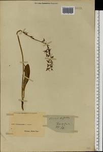 Platanthera bifolia (L.) Rich., Eastern Europe, South Ukrainian region (E12) (Ukraine)