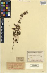 Nepeta racemosa subsp. racemosa, Unclassified