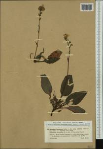 Hieracium racemosum subsp. crinitum (Sm.) Rouy, Western Europe (EUR) (Spain)