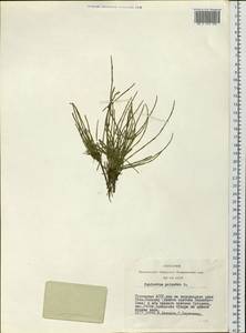 Equisetum palustre L., Siberia, Altai & Sayany Mountains (S2) (Russia)