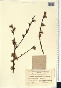 Prunus persica (L.) Stokes, Caucasus, Azerbaijan (K6) (Azerbaijan)