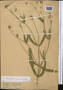 Cephalaria syriaca (L.) Schrad., Middle Asia, Syr-Darian deserts & Kyzylkum (M7) (Kazakhstan)
