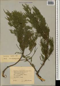 Juniperus excelsa M.-Bieb., Caucasus, Black Sea Shore (from Novorossiysk to Adler) (K3) (Russia)
